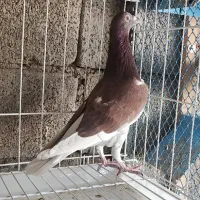 غوره ای با طاوسی|پرنده|برازجان, |دیوار