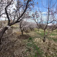 باغ به متراژ۱۵۰۰متر