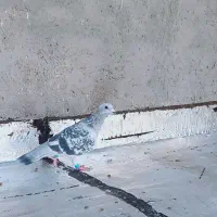 کرمونی|پرنده|تربت‌حیدریه, حاجی یار‎|دیوار