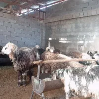 گوسفندزنده