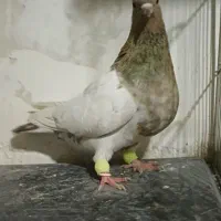 کله هفت رنگ و کله سیاه