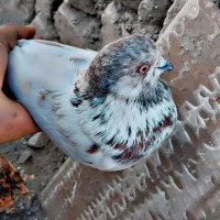 کبوتر|پرنده|سراوان, |دیوار