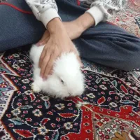 خرگوش لپ هلندی