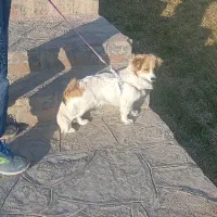 سگ اشپیتژ ماده|سگ|بروجرد, |دیوار