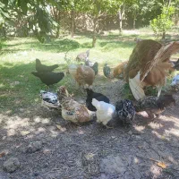 مرغ وخروس گلین