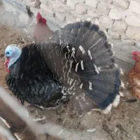 بوقلمون محلی