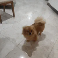 واگذاری سگ پامر