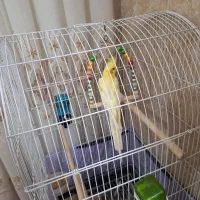 یک عدد عروس هلندی نر