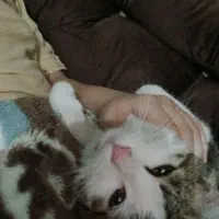 واگذاری گربه نر|گربه|شاهینشهر, فدک|دیوار