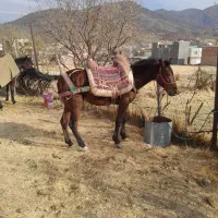 فروش ۲ تا اسب|اسب و تجهیزات اسب‌سواری|بانه, |دیوار