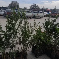 نهال پرتقال نارنگی لیمو