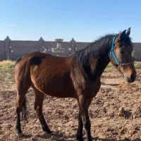 اسب کره سهیل