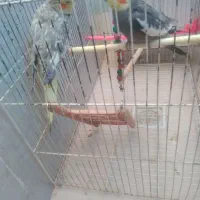 عروس|پرنده|رضویه, |دیوار