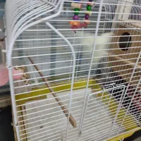 عروس هلندی .قناری.کوتوله برزلی|پرنده|بندرعباس, |دیوار