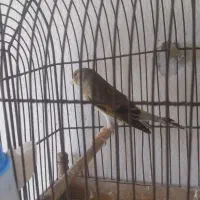 سهره|پرنده|هشتگرد, شهرک ریحانه|دیوار