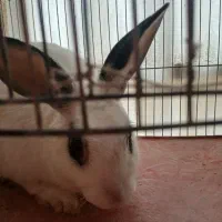 خرگوش نر