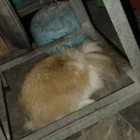 خرگوش نژاد لپ.جنسیت نر واگذاری رایگان