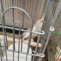 عروس هلندی|پرنده|مشهد, مقدم|دیوار