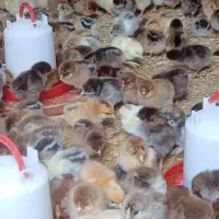 فروش جوجه گلپایگانی ۴روزه|حیوانات مزرعه|رشت, حومه رشت|دیوار