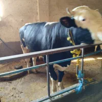 گاو گوشتی سمینتال درجه یک بدون شکم کیلو ۳۵۰