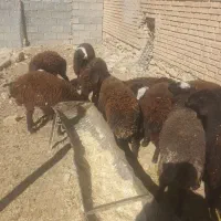 بره ماده لاقر باب پروار