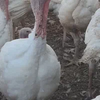 بوقلمون گوشتی