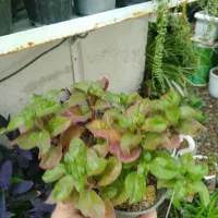 بنسای خرفه|گل و گیاه طبیعی|نیشابور, مازول|دیوار