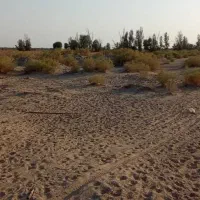 زمین کشاورزی|اجارهٔ دفتر صنعتی، کشاورزی، تجاری|بزمان, |دیوار