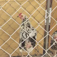 تخم نطفه دار گلین لری