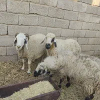 سه عدد میش چاق