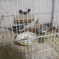 عروس هلندی|پرنده|تربت جام, معدآباد|دیوار