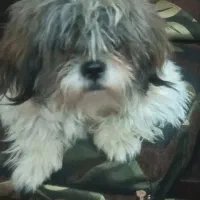 سگ شیتزو نر ۷ ماهه شناسنامه دارد واکسن خورده|سگ|شیراز, آبیاری|دیوار