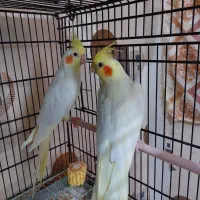 جفت مولد طوطی عروس هلندی