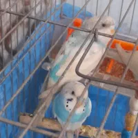یک جفت مرغ عشق نر و ماده بدون قفس