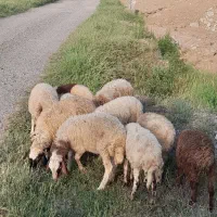 بره سالم|حیوانات مزرعه|رشت, گیل|دیوار