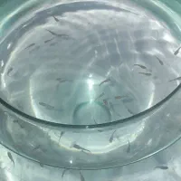 بچه گوپی