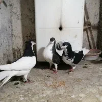 ۳جفت کبوتر|پرنده|نیشابور, گنبد سبز|دیوار