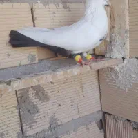 کبوتر