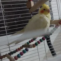 عروس هلندی|پرنده|تهران, خانی آباد نو جنوبی|دیوار