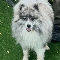 ‌پامر اشپیتز شیطون|سگ|کرج, عظیمیه|دیوار