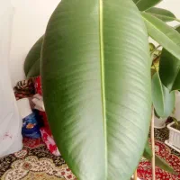 گل زیبا|گل و گیاه طبیعی|اهر, |دیوار