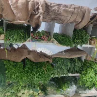 استندسبزی