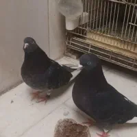 کبوتر پرشی|پرنده|بهارستان, |دیوار