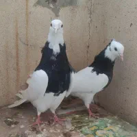 کفتر طوقی|پرنده|صدرا-فارس, فاز ۱|دیوار