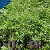 فروش گل محمدی ریشه پر