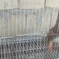 شهری سرخ نر هوای گرفتنی ۶۰۰