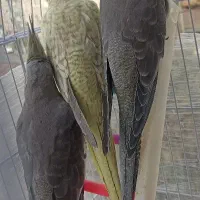 سه تا جوجه عروس سه ماهه