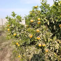 ویلای بزرگ ده هزار متری سند دار با ۳۵۰ درخت ۴ فصل