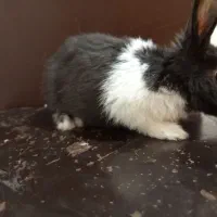 خرگوش خانگی