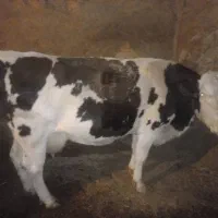 فروش گاوه گوشتی